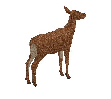Corça