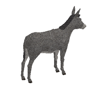 Burro