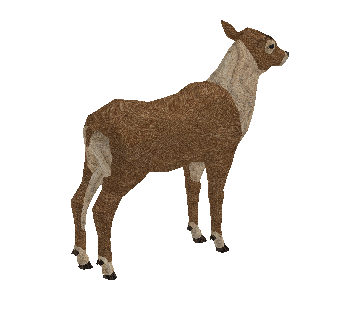 Cervo